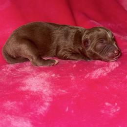 Regan - Red tri female Miniature Australian Shepherd puppy in Godley, Texas from Bradley Kennels