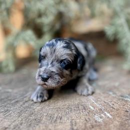 Atlas - Merle male Goldendoodle puppy in Pollock Pines, California from Penny Lane’s Doodles