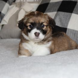 Rose (fluffy) - Red female Pembroke Welsh Corgi puppy in Goliad, Texas from Rogers’ Fluffy Butt Corgis