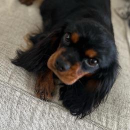 Veda - Cavalier King Charles Spaniel
