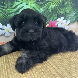 Sammy - Black male Miniature Schnauzer puppy in Sylvania, Georgia from Southern Sky Miniature Schnauzers