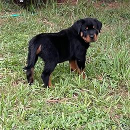 Boy 7-Grey-Harley-4 wks - Rottweiler puppy from Daleys Rottie Dogs