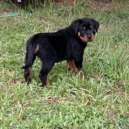 Boy 7-Grey-Harley-4 wks - Rottweiler puppy from Daleys Rottie Dogs