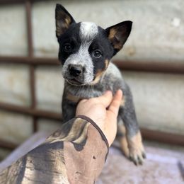 Luke - Blue speckled male Australian Cattle Dog puppy in Cottage Grove, Oregon from Heirloom Ranch
