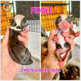 Fiddle - Brown and white female Bernedoodle puppy in Banner Elk, North Carolina from Walnut Tree Bernedoodles