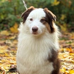Pivot - Red tri-color male Australian Shepherd puppy in Castle Rock, Washington from Zoolo Kennels