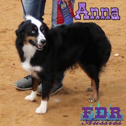 Anna - Miniature Australian Shepherd