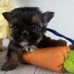 Teacup B-B - Black and tan male Yorkshire Terrier puppy in Dahalonega, Georgia from Country Dog Kennels.