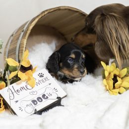 Dachshund Puppies from Saginaw Dachshunds