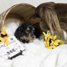 Dachshund Puppies from Saginaw Dachshunds