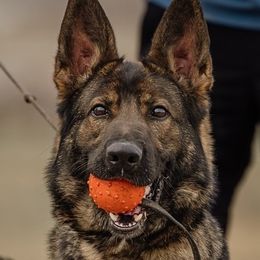 Cobra - German Shepherd