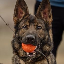 Cobra - German Shepherd