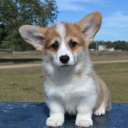 Simba - Sable male Pembroke Welsh Corgi puppy in Edna, Texas from MG Corgis