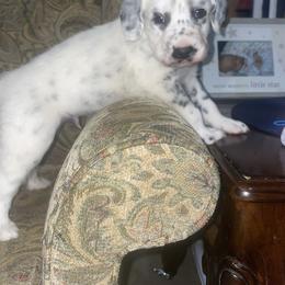 Dalmatian Puppies from Clarks 101 Dalmatians