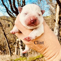 Clint - Red speckled male Australian Cattle Dog puppy in Redding, California from Macushla Kennel