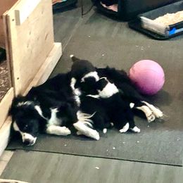 Border Collie Puppies from Aumakua Border Collies
