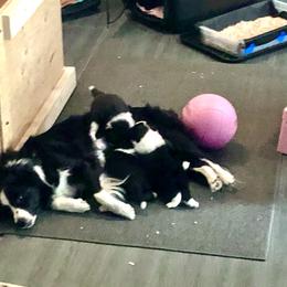 Border Collie Puppies from Aumakua Border Collies