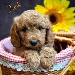 Tank - Red  male Goldendoodle puppy in Crockett, Texas from Kingdom Kennels