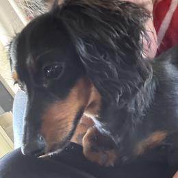 Dachshund puppies from Hayward's House of Dach's