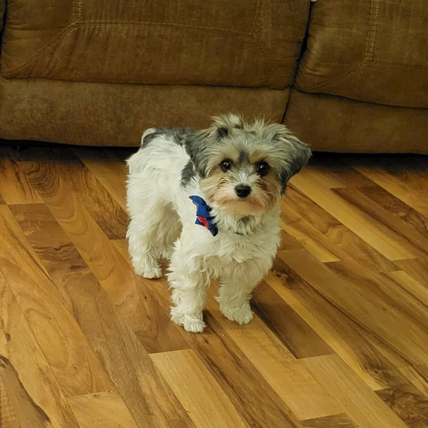 Willow - Yorkshire Terrier