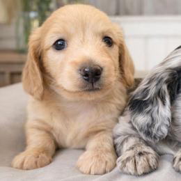 Arrow - Cream male Dachshund puppy in Nashville, Tennessee from Farmhouse Sausages - Located in TN delivers all over US including California