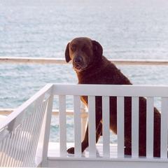 Chesapeake Bay Retriever All Grown Up from Pond Hollow Chesapeakes