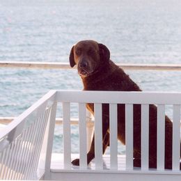 Chesapeake Bay Retriever All Grown Up from Pond Hollow Chesapeakes