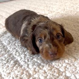 Mini - Dapple female Dachshund puppy in Temecula, California from Naomi Magee's Dachshund Kennel