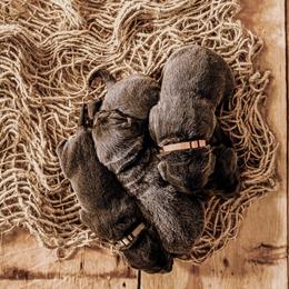 Dilute Retriever Puppies from Weathervane Labs