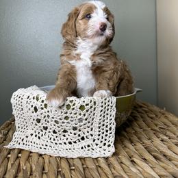Bernedoodle Puppies from Myt fine doodles