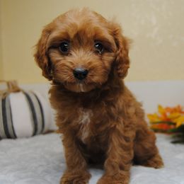 Pumpkin - Red female Cavapoo puppy in Mountain Grove, Missouri from Dogwood & Sassafras Companions