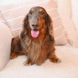 Kona - Dachshund