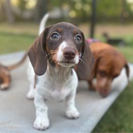 Brittany - Chocolate and tan female Dachshund puppy in Flint, Texas from ZMC Acres Doxies