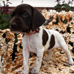 Juniper - White and liver female German Shorthaired Pointer puppy in Macclenny, Florida from Mindy Dillon