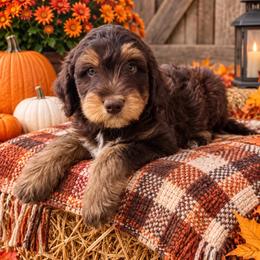 Messi - Red phantom male Aussiedoodle puppy in Savannah, Missouri from Rose Creek Mini Aussies and doodles