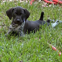 German Shorthaired Pointer Puppies from Tipsy Rabbit GSP TopDog Kennel