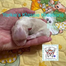 Bree - Parti female Yorkshire Terrier puppy in Dierks, Arkansas from Yorkie’s Klassie Kreations