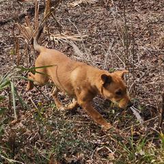 Carolina Dog Puppies from Carolina Dogs Of The Forgotten Coast