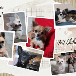 Chihuahua All Grown Up from JVJ Chihuahua