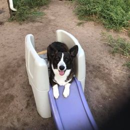 Cardigan Welsh Corgi and Pembroke Welsh Corgi All Grown Up from AroHawk Corgis