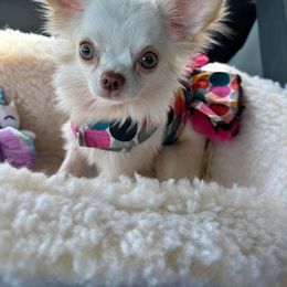Winter - Chihuahua