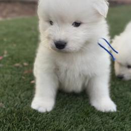 Blue - White male Samoyed puppy in Paulden, Arizona from Carefree Samoyeds & Deserthills Labradors