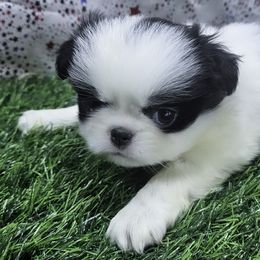 Girl 1 - Black tan and white female Japanese Chin puppy in Johnson City, Tennessee from Erin & Friends Japanese Chin