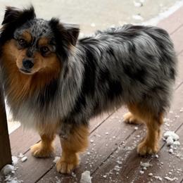 Cobain - Australian Shepherd