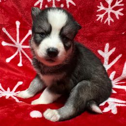 AKC Nicholas - Black and white male Siberian Husky puppy in Centreville, Maryland from Huskies By the Bay