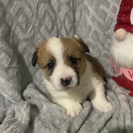 Teal - Red female Pembroke Welsh Corgi puppy in Beulaville, North Carolina from Windy Acres Pembroke Welsh