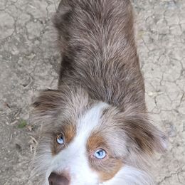 Mia - Toy Australian Shepherd