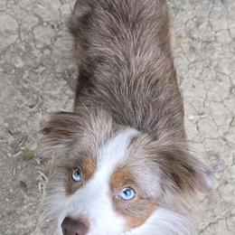 Mia - Toy Australian Shepherd