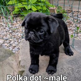 Polka - Black male Pug puppy in Vernon, New York from Cydney & Co Pugs