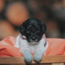 Assorted Doodle Crosses, Newfoundlands, and Poodles from Great Pawsabilities Kennels